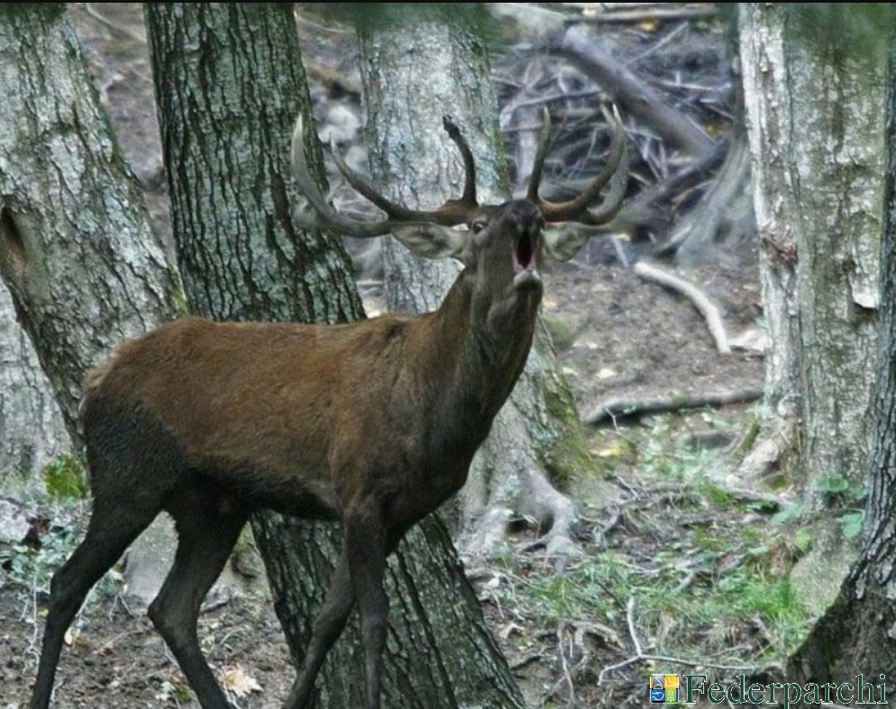 Abruzzo, salvi per il momento i 469 cervi condannati a morte dalla giunta Marsilio